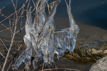 Icicles hanging from shrubs and branches after storm