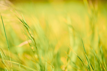 Soft focus - juicy fresh green grass glistens in the sun. Sunny summer background.