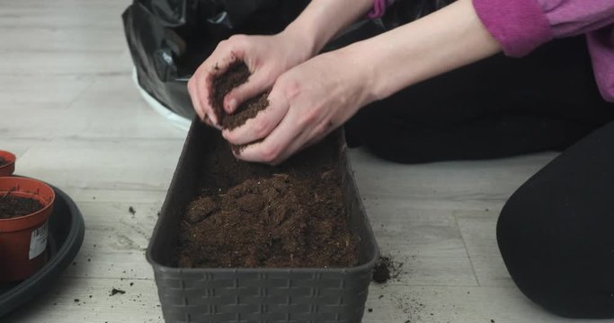 woman hands planting plants to soil