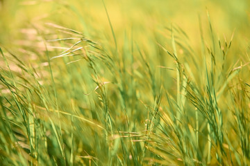 Soft focus - juicy fresh green grass glistens in the sun. Sunny summer background.