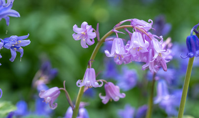 Unusual pink bluebell amongst cluster of wild bluebells, photographed in spring in the UK.