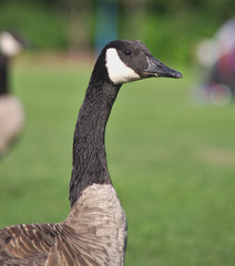 canada goose head