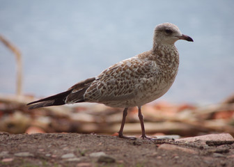 seagull on the beach