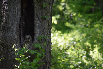 Owl in tree