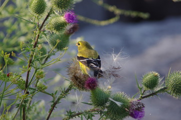 yellow crowned sparrow