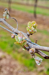 Grape bud new growth cluster with tendril in macro view on grapevine