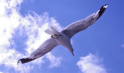 seagull in flight sky