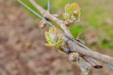 Grape bud new growth clusters close up trellising on grapevine