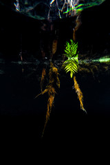 Underwater cenote nature mexico freshwater