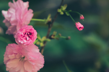 blossom,flower,blooming,pink,floral,leaves,leaf,tree,plant,plants,nature,petal,petals,
botanical,botany,scenery,beauty,color,colors,garden,springtime,
spring,fragrant,macro,closeup,