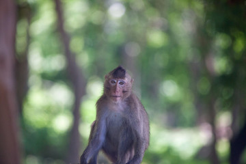 可愛いサル　