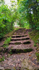 escaleras antiguas en el bosque