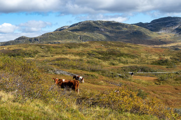 Fototapeta na wymiar Cows group walking on wild norwegian autumn mountains fields pasture. Norway farming free land picturesque landscape