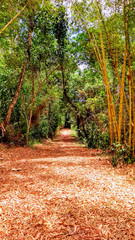 camino en el bosque tropical