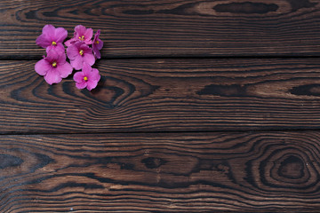 Pink Saintpaulia on old brown wooden background, border frame design. vintage color tone - concept flower of spring or summer background, selective focus