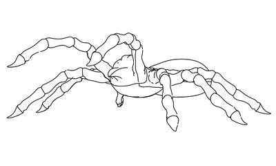 Vector illustration of a spider. Abstract linear insect.
