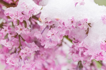 Lilac flowers covered with snow and ice