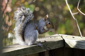 Naklejka na ściany i meble Cute Squirrel Enjoying Breakfast in North Carolina