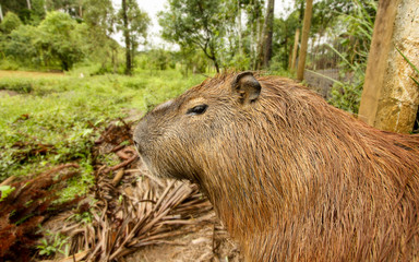 Capivara descansando na grama ao lado de um cercado
