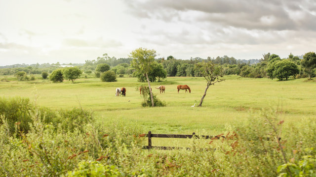 Cavalos pastando na grama da fazenda. Cercado de madeira e campo limpo.