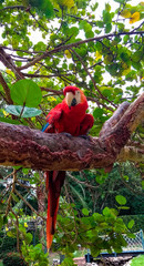 Guacamaya roja en arbol