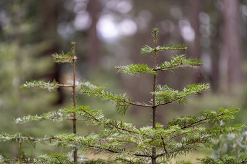 Ponderosa Pine Tree Sapling In The Forest