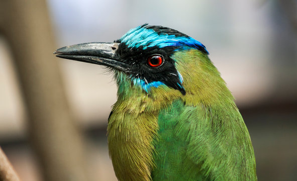 Close-up Of Amazonian Motmot