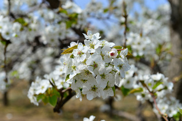 Pear flower in full bloom in spring