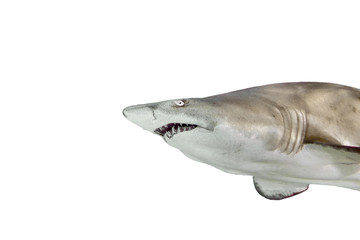 White shark in the profile view isolated