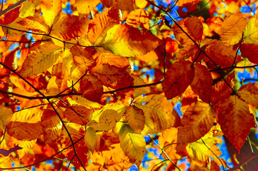 autumn leaves background