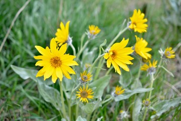 Arrowleaf Balsamroot plant - AKA 'Okanagan Daisy'