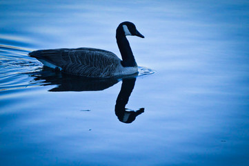 canada goose swimming