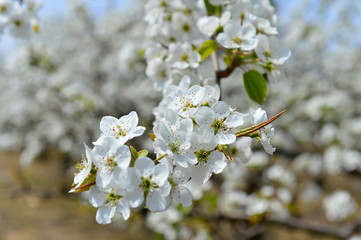 Pear flower in full bloom in spring