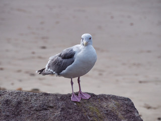 Pink Legged Gull