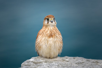 Nankeen Kestrel by the sea, Sydney, Australia