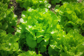 Organic vegetables. Fresh vegetable. Lettuce for making a salad.