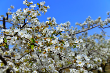 Pear flower in full bloom in spring