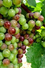 Naklejka na ściany i meble uvas en viñedo maduras y verdes