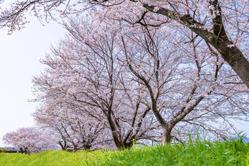 Fototapeta premium 静岡県富士市龍巌淵の桜
