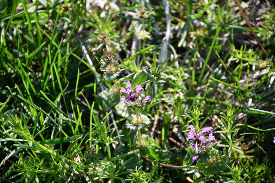 Field Grass