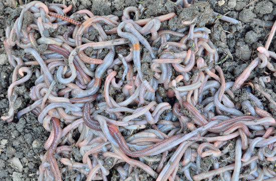 Earthworms 3