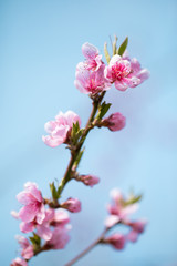 Naklejka na ściany i meble A branch of a blossoming peach with pink flowers.