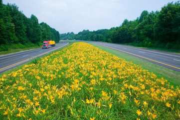Yellow truck driving on yellow flower lined state highway in rural Virginia
