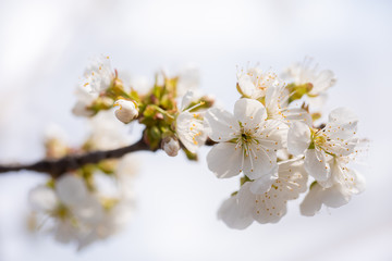 Full Blossoming Cherry Tree Branch With White Flowers, Macro, Close Up