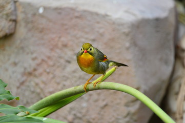 The outdoor fringillidae birds in the park