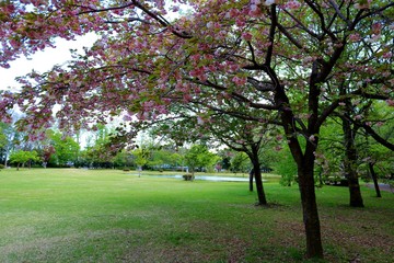 春　新緑　公園　風景　杤木