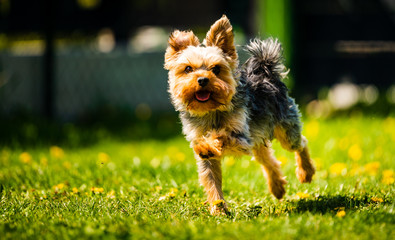 Cute Yorkshire Terrier dog running in the grass full of dandelions.