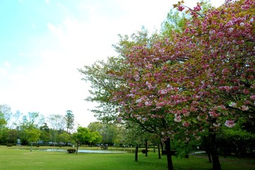 春　新緑　公園　風景　杤木