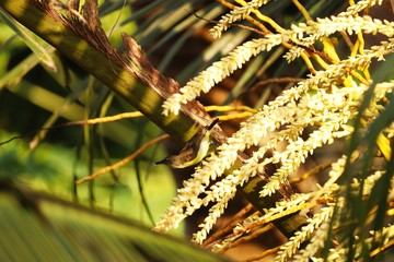 close up of a spider