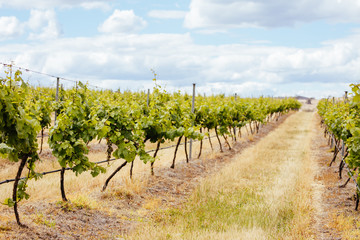 Fototapeta na wymiar Central Victorian Vineyard in Spring